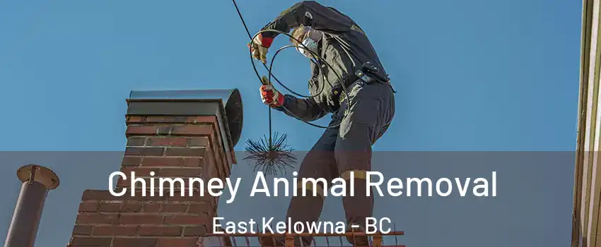 Chimney Animal Removal East Kelowna - BC